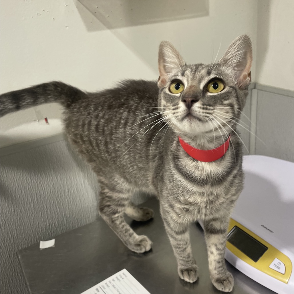 Shelter Stray Female Cat last seen , 3607 N Armenia Ave, Tampa, FL 33607, USA
