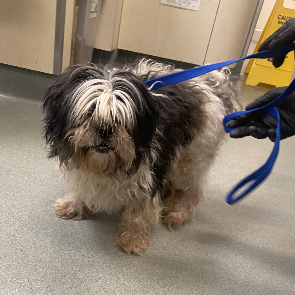 Shelter Stray Female Dog last seen , 6621 Westminster Ave, Garden Grove, CA 92844, USA