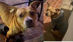 Lost Male Dog last seen Firestone Center, Downey, CA 90241