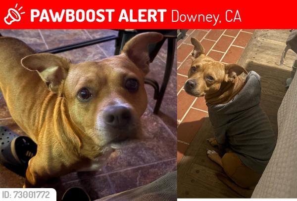 Lost Male Dog last seen Firestone Center, Downey, CA 90241