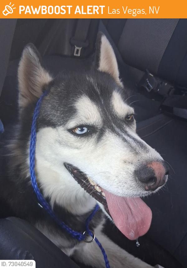 Found/Stray Female Dog last seen Torrey pines and Alta , Las Vegas, NV 89107