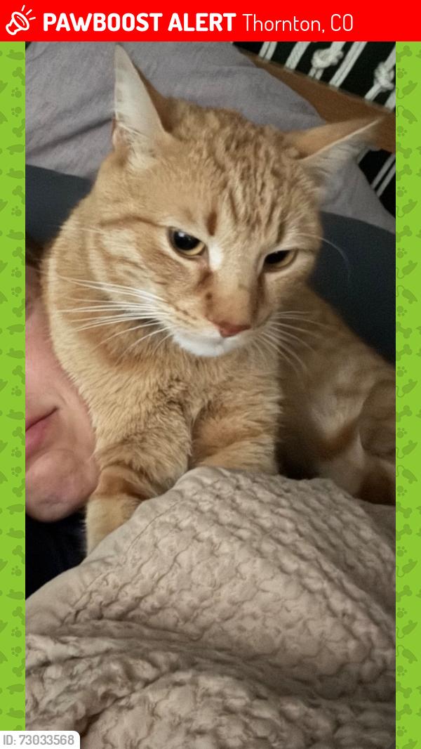 Lost Male Cat last seen 136& Jacob Wykstra Thornton CO, Thornton, CO 80602