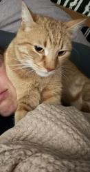 Lost Male Cat last seen 136& Jacob Wykstra Thornton CO, Thornton, CO 80602