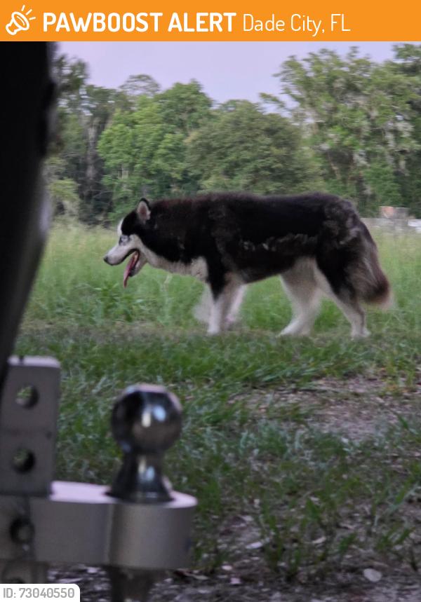 Found/Stray Unknown Dog last seen Lipsey Road, Dade City, FL 33523