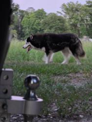 Found/Stray Unknown Dog last seen Lipsey Road, Dade City, FL 33523