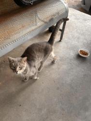 Found/Stray Male Cat last seen Rosemont rd 75217, Dallas, TX 75217