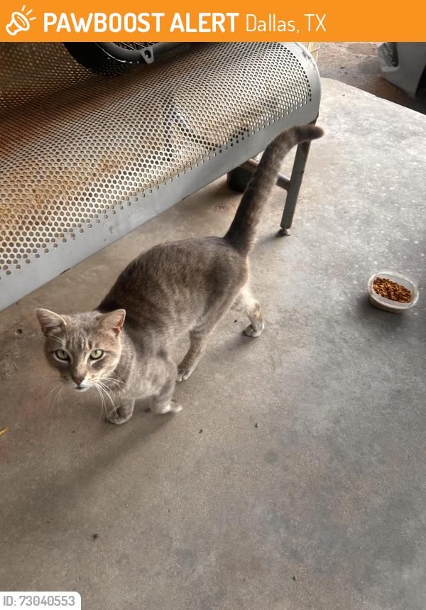 Found/Stray Male Cat last seen Rosemont rd 75217, Dallas, TX 75217