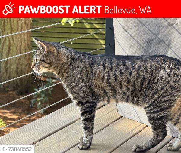 Lost Male Cat last seen 124th Place NE, Bellevue , Bellevue, WA 98005