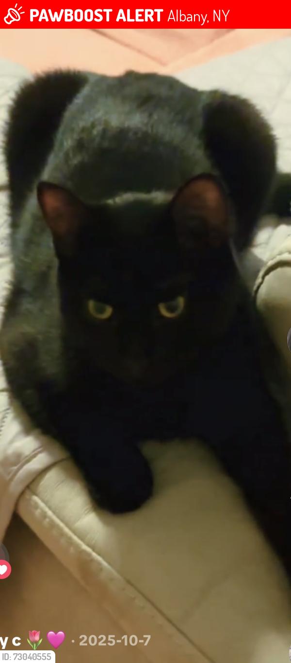 Lost Female Cat last seen Shaker rd, Albany, NY 12210