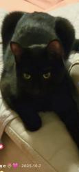 Lost Female Cat last seen Shaker rd, Albany, NY 12210