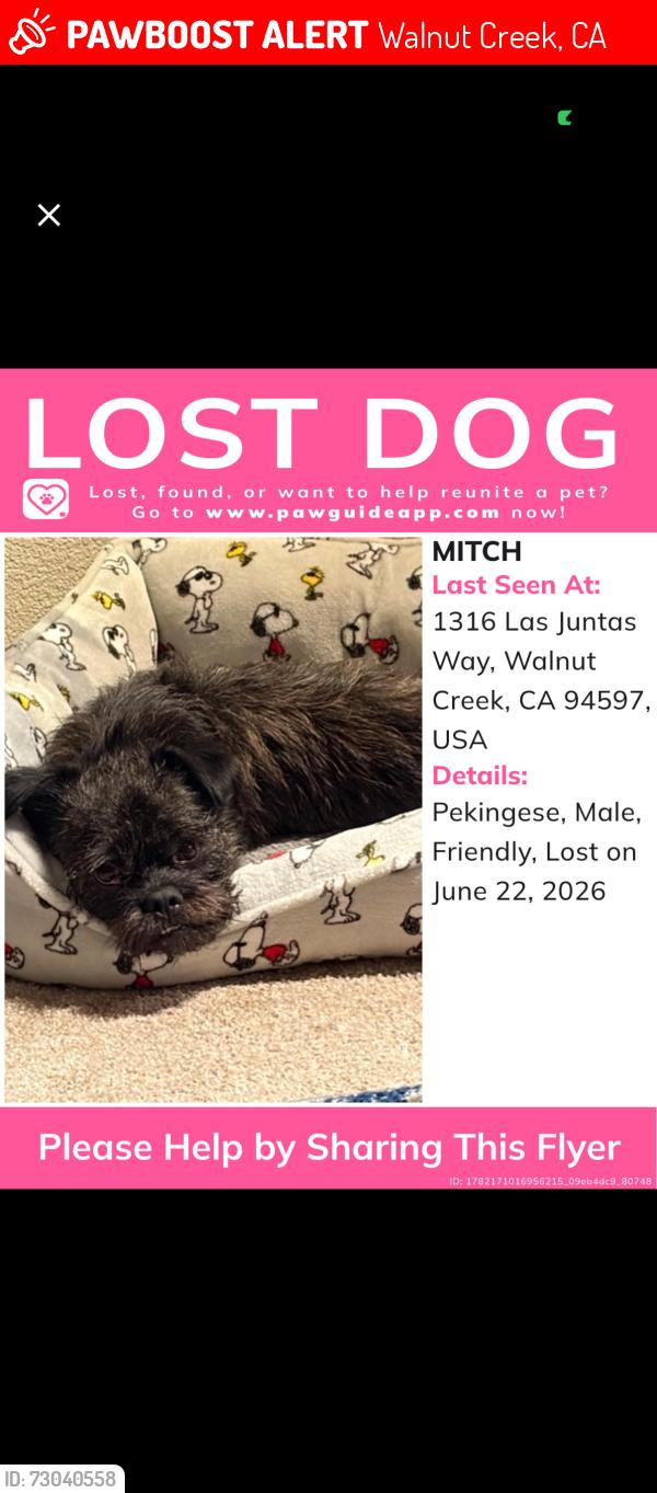 Lost Male Dog last seen Las juntas way, Walnut Creek, CA 94597
