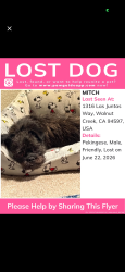 Lost Male Dog last seen Las juntas way, Walnut Creek, CA 94597