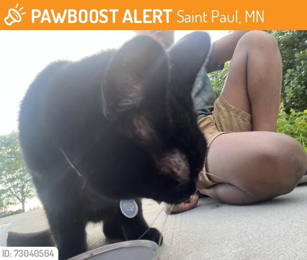 Found/Stray Unknown Cat last seen Central and kent, Saint Paul, MN 55103
