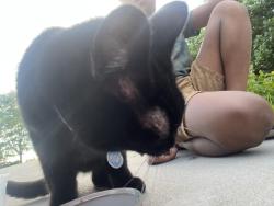 Found/Stray Unknown Cat last seen Central and kent, Saint Paul, MN 55103