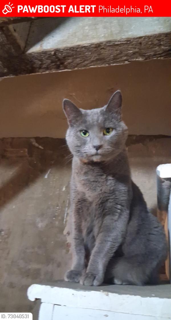 Lost Male Cat last seen Indiana ave and Hartville st, Philadelphia, PA 19134