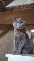 Lost Male Cat last seen Indiana ave and Hartville st, Philadelphia, PA 19134