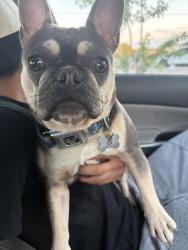 Found/Stray Female Dog last seen Sooshi bay, Kenosha, WI 53142