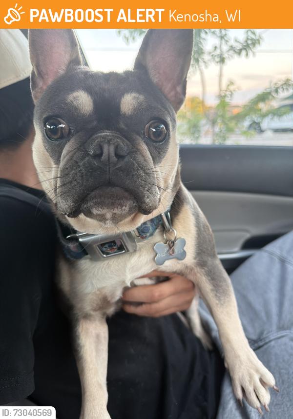 Found/Stray Female Dog last seen Sooshi bay, Kenosha, WI 53142