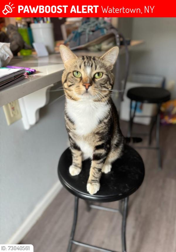 Lost Male Cat last seen W lynde st and lancing st in Watertown, Watertown, NY 13601