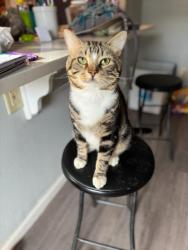 Lost Male Cat last seen W lynde st and lancing st in Watertown, Watertown, NY 13601