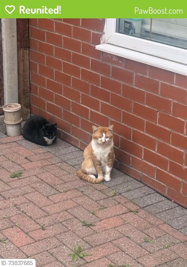 Reunited Male Cat last seen M342pj, Denton, England M34 2PJ