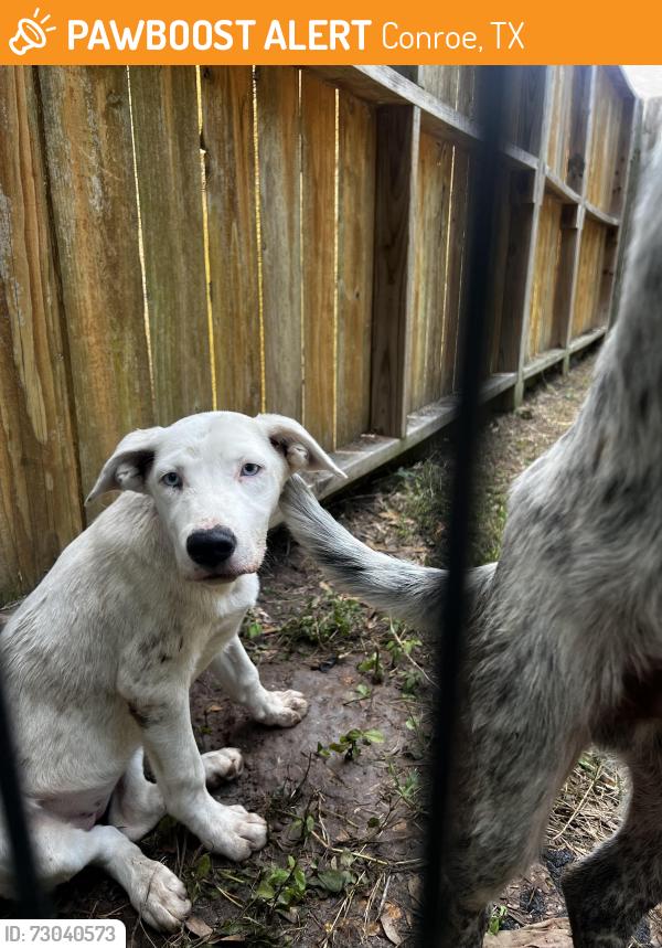 Found/Stray Female Dog last seen On the corner of Roda Dr and Fawn Mist Dr., Conroe, TX 77303
