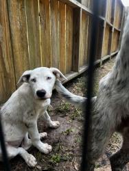 Found/Stray Female Dog last seen On the corner of Roda Dr and Fawn Mist Dr., Conroe, TX 77303