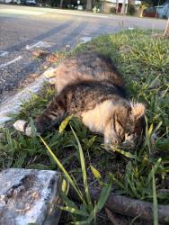 Found/Stray Unknown Cat last seen MLK and 47th Ave N on the Southwest corner, St. Petersburg, FL 33703