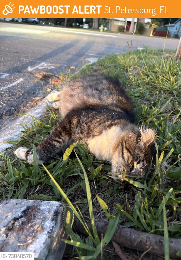 Found/Stray Unknown Cat last seen MLK and 47th Ave N on the Southwest corner, St. Petersburg, FL 33703