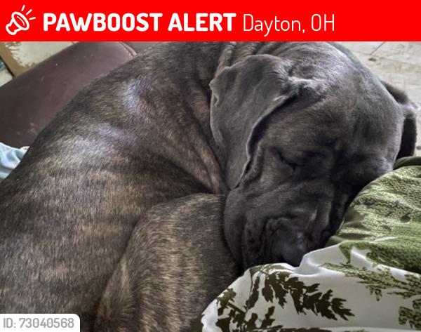 Lost Female Dog last seen Seen by rays drive thru on Xenia ave, Dayton, OH 45410