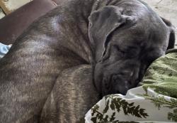 Lost Female Dog last seen Seen by rays drive thru on Xenia ave, Dayton, OH 45410
