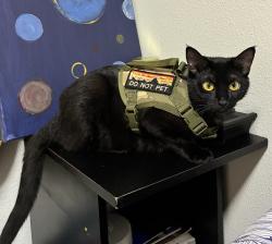 Lost Female Cat last seen Green river main campus, Auburn, WA 98092