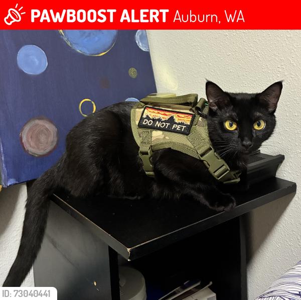 Lost Female Cat last seen Green river main campus, Auburn, WA 98092