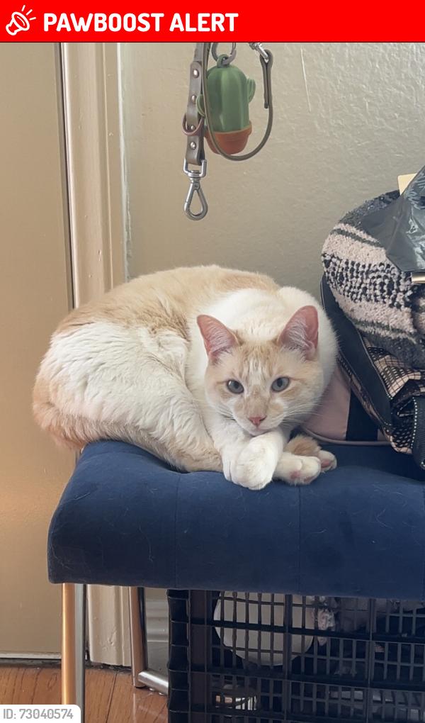 Lost Female Cat last seen Adams & Alabama , Huntington Beach, CA 92648