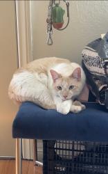Lost Female Cat last seen Adams & Alabama , Huntington Beach, CA 92648