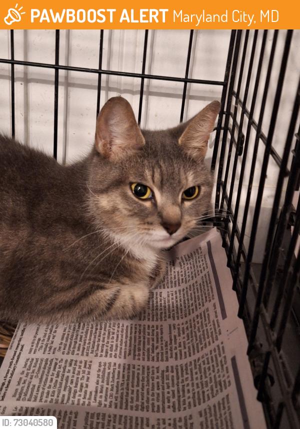 Found/Stray Female Cat last seen Sudlersville S and Valley Lee S, Maryland City, MD 20724