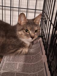 Found/Stray Female Cat last seen Sudlersville S and Valley Lee S, Maryland City, MD 20724