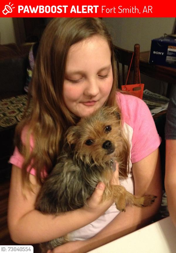 Lost Female Dog last seen u street, Greenwood Ave, so. 23rd st, Fort Smith, AR 72901