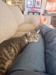 Lost Female Cat last seen Wagner & Dewane, El Cajon, CA 92020