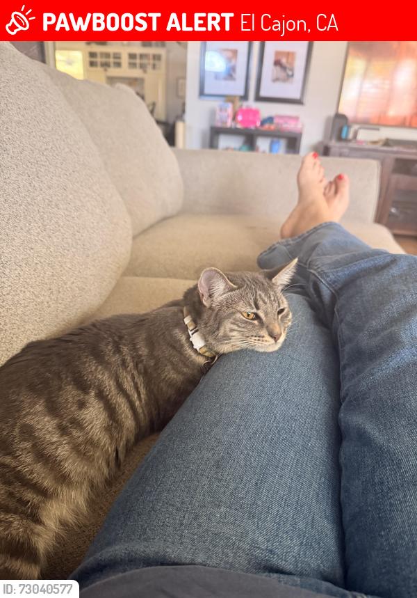 Lost Female Cat last seen Wagner & Dewane, El Cajon, CA 92020