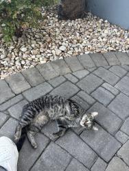 Found/Stray Unknown Cat last seen Near spring stret, Charleston, SC 29403