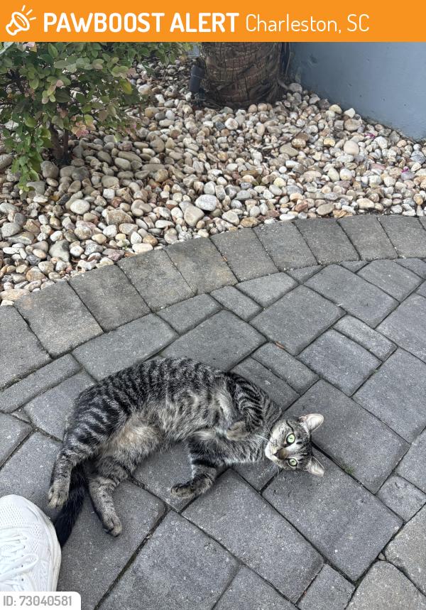 Found/Stray Unknown Cat last seen Near spring stret, Charleston, SC 29403