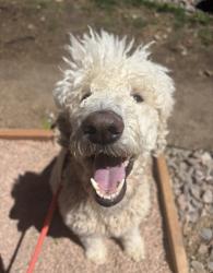 Lost Female Dog last seen Chambers and Mainstreet, Parker, CO 80134