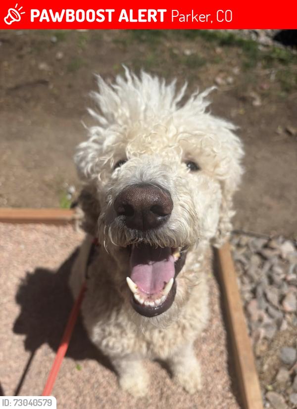 Lost Female Dog last seen Chambers and Mainstreet, Parker, CO 80134