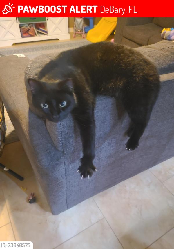 Lost Male Cat last seen Semonile drive, intersection with sackett road, DeBary, FL 32713