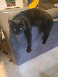 Lost Male Cat last seen Semonile drive, intersection with sackett road, DeBary, FL 32713