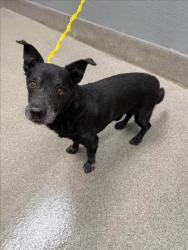 Shelter Stray Male Dog last seen Near BLOCK DUVAL DR, LAS VEGAS NV 89156, 655 N Mojave Rd, Las Vegas, NV 89101, USA