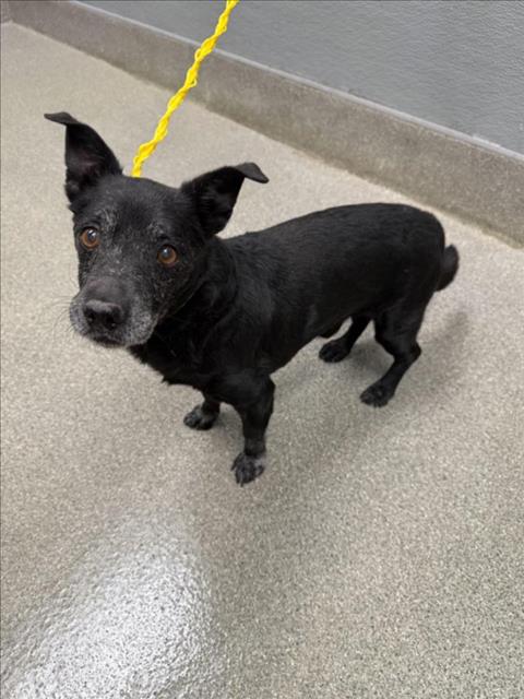 Shelter Stray Male Dog last seen Near BLOCK DUVAL DR, LAS VEGAS NV 89156, 655 N Mojave Rd, Las Vegas, NV 89101, USA