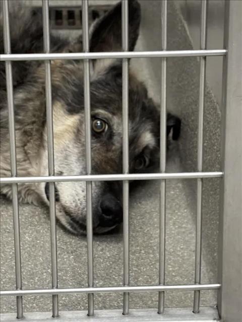 Shelter Stray Male Dog last seen Near BLOCK ALTA DR, LAS VEGAS NV 89107, 655 N Mojave Rd, Las Vegas, NV 89101, USA