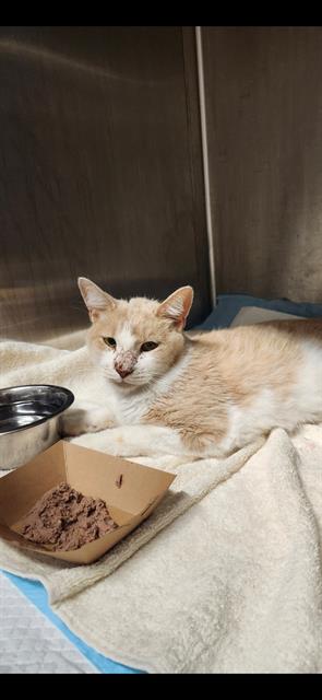 Shelter Stray Male Cat last seen NW 410, 4710 TX-151, San Antonio, TX 78227, USA
